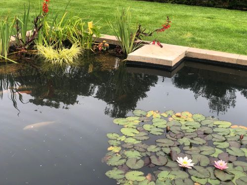30.8.19_Burton_Manor_pond 30.8.19_Burton_Manor_pond